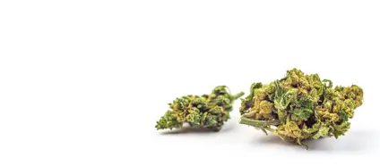 cannabis-hub-free-shipping