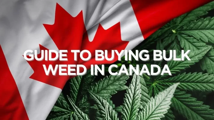 Guide to Buying Bulk Weed in Canada