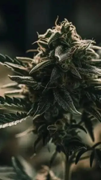 cannabis hub bulk weed promo