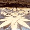 AAAA PINEAPPLE GOLD SEAL HASH