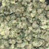 Wholesale 6 AAA+ KENTUCKY DURBAN