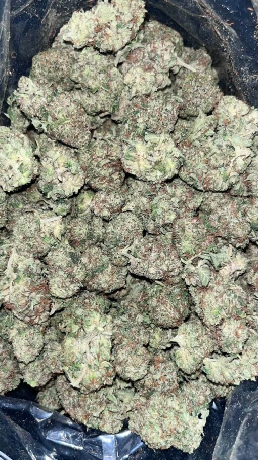 AAA+ PLATINUM PINK MEDIUMS BY GREEN VALLEY