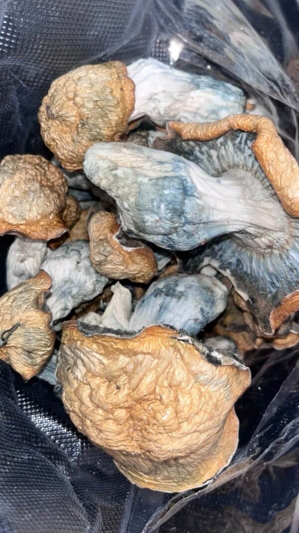 AAAA TEXAS ORANGE MAGIC MUSHROOMS