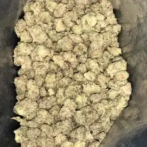 AAAA+ BLUE LOBSTER SMALLS