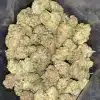 AAA+ BUBBLEGUM SHERBERT