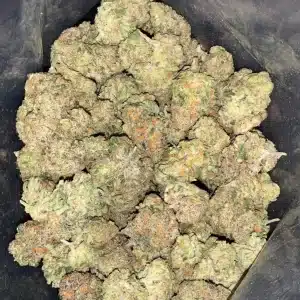 AAA+ BUBBLEGUM SHERBERT