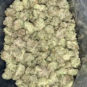 AAAA MASTER GLUE SMALLS