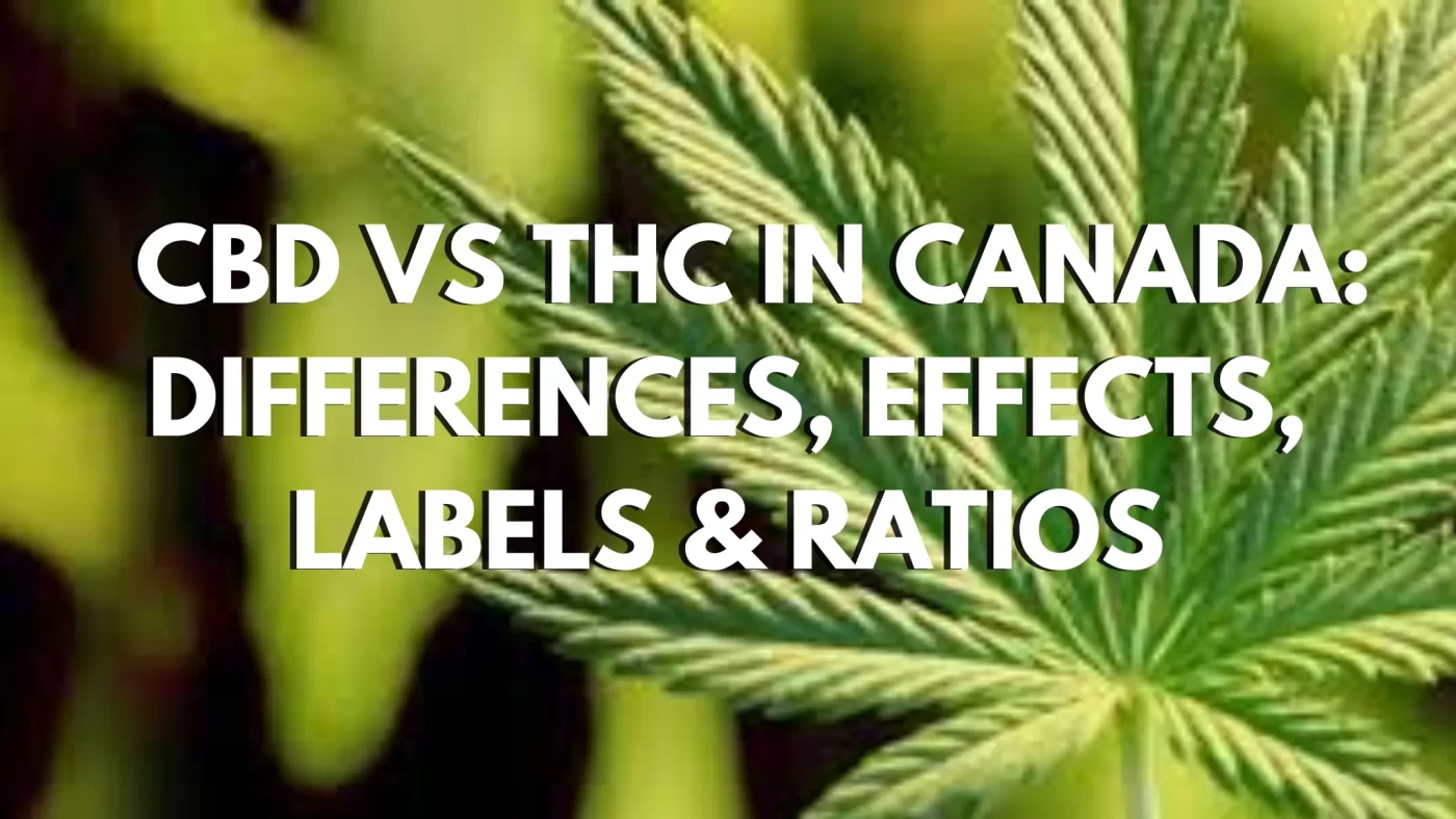 CBD vs THC in Canada: Differences, Effects, Labels & Ratios 3 CBD vs THC in Canada: Differences, Effects, Labels & Ratios