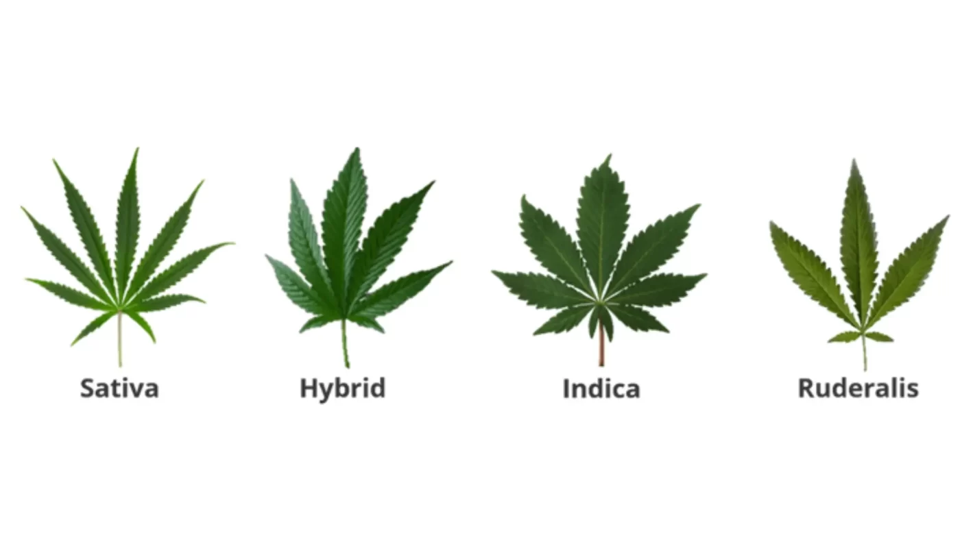 Does Indica Make You Tired? | Understanding Indica Effects 2 A Quick Look at Indica vs Sativa