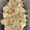 AAA+ GELATO ZKITTLEZ