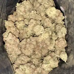 AAA+ HAWAIIAN BREEZE