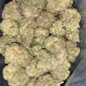 AAA+ MASTER TUNA KUSH