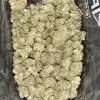 Wholesale 2 AAAA GELATO ZKITTLEZ SMALLS BY GREEN VALLEY