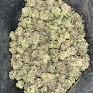 AAAA+ GUCCI PINK SMALLS BY JET FUEL FARMS