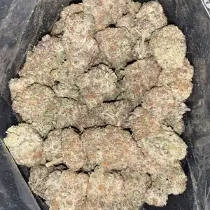 AAAA MENDOCINO PURPS