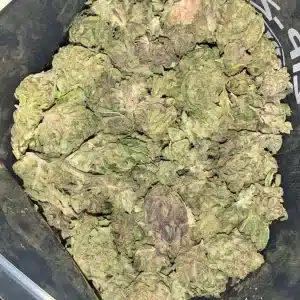 AA MASTER KUSH (GREENHOUSE)