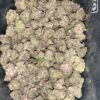 AAA+ PURPLE PUNCH MEDIUMS