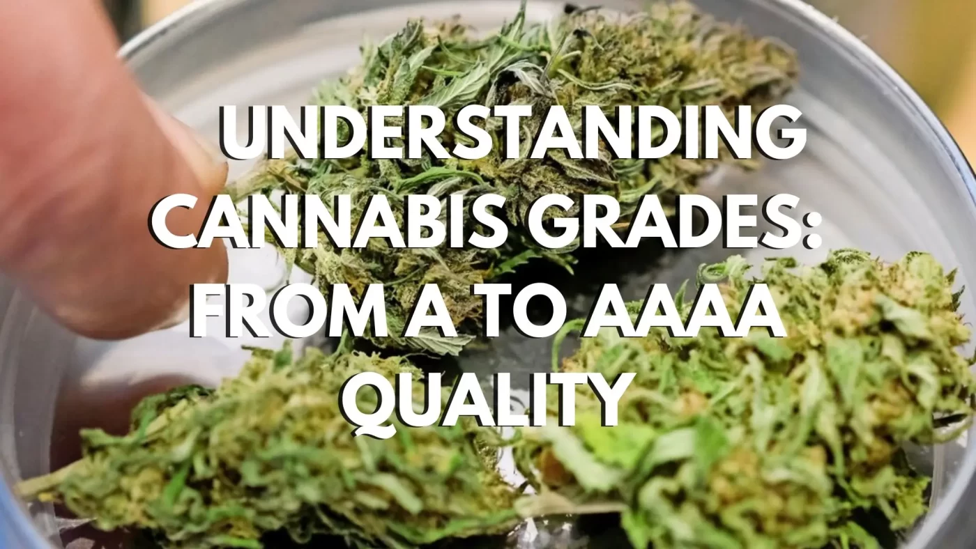 Understanding Cannabis Grades: From A to AAAA Quality 8 Understanding Cannabis Grades From A to AAAA Quality