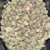 Wholesale 4 AAAA BLACK MAGIC SMALLS BY SEED JUNKY