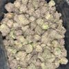 Wholesale 10 AAAA+ BLACKBERRY KUSH MEDIUMS BY EXO FUEL
