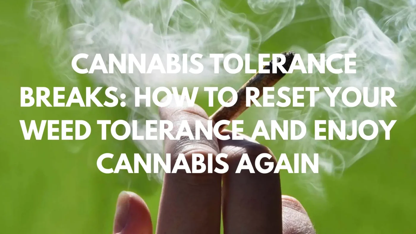 Cannabis Tolerance Breaks: How to Reset Your Weed Tolerance and Enjoy Cannabis Again 4 Cannabis Tolerance Breaks How to Reset Your Weed Tolerance and Enjoy Cannabis Again