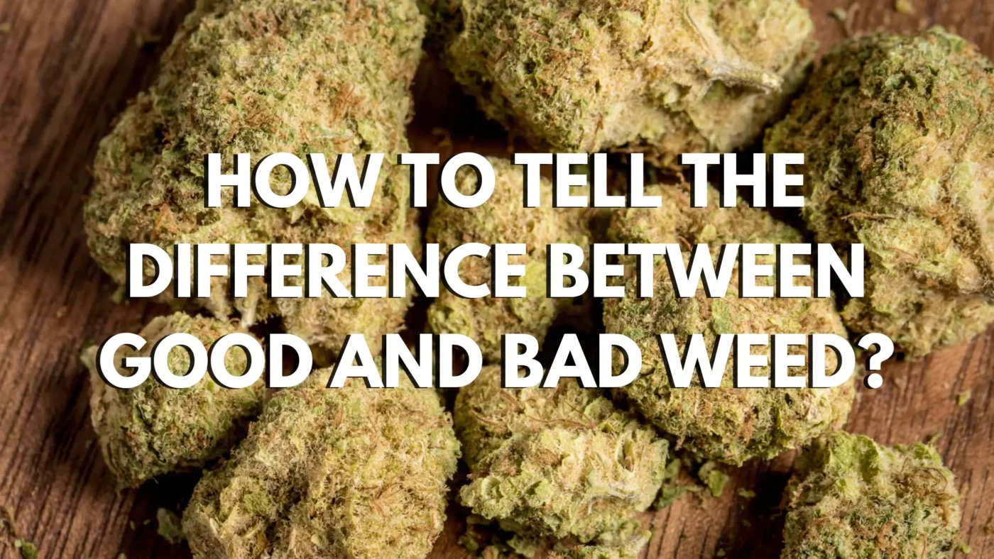 How To Tell the Difference Between Good and Bad Weed? 8 How To Tell the Difference Between Good and Bad Weed