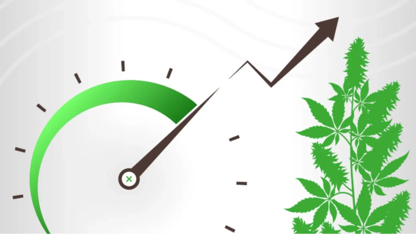 Cannabis Tolerance Breaks: How to Reset Your Weed Tolerance and Enjoy Cannabis Again 2 What Is Cannabis Tolerance?