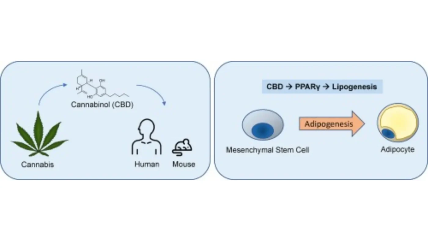 How Long THC Stays in Your System 2 A Complete Canada-Focused Guide (Urine, Blood, Saliva & Hair Tests)