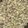 Wholesale 3 AAAA MALIBU MARKER SMALLS BY GREEN VALLEY