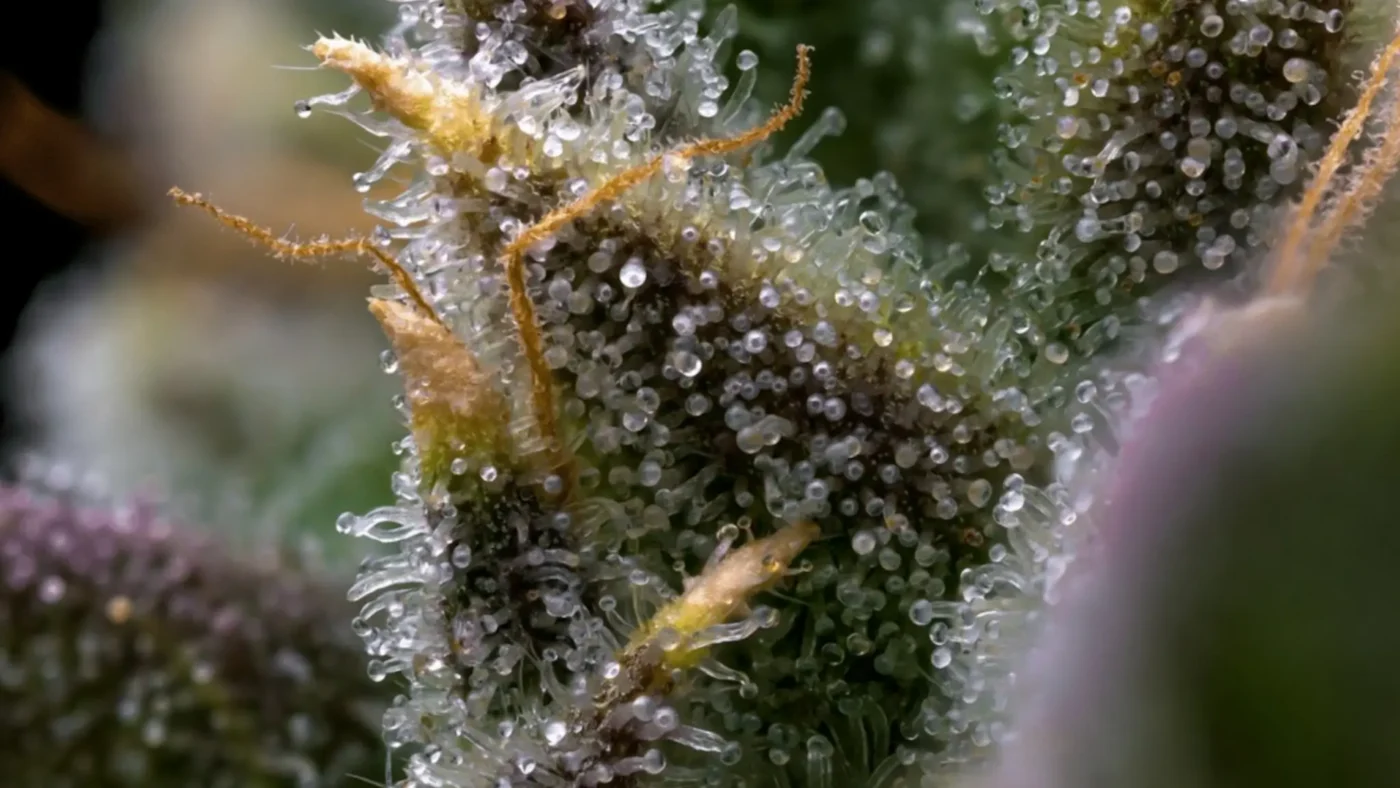 Cannabis Dosage Basics 2 Cannabis Dosage Basics A Clear, Canada-Focused Guide to THC, CBD, and Product Types