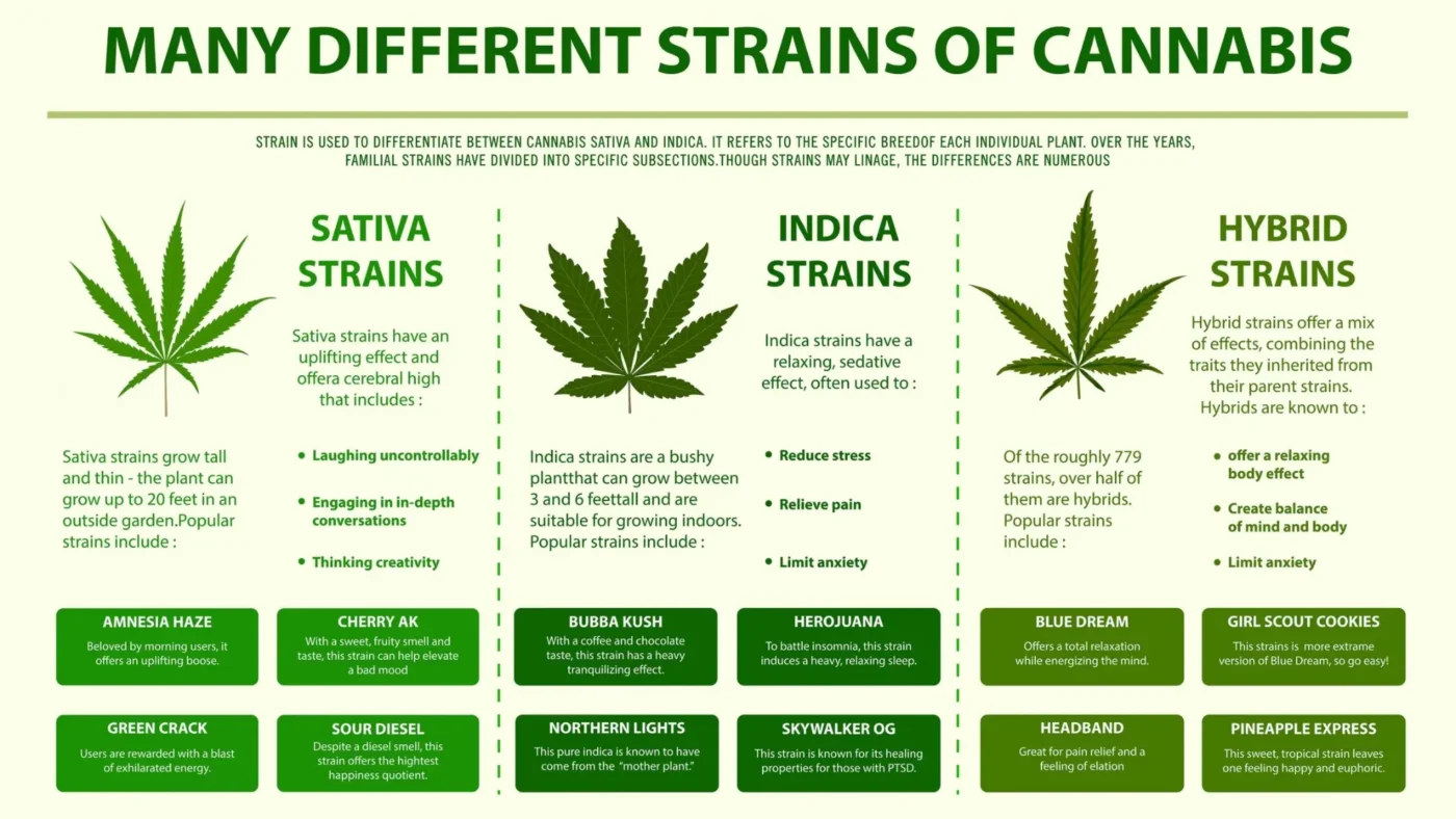 Sativa vs Indica vs Hybrid: Differences, Effects & What Matters Most 3 Understanding Hybrid Cannabis (What It Really Means)