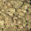 AAA ALIEN GORILLA BY BUDGET BUDS