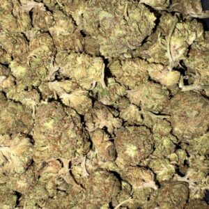 AAA ALIEN GORILLA BY BUDGET BUDS
