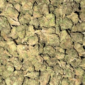 AAA DHOG BY BUDGET BUDS