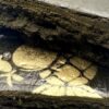 Wholesale 7 AAAA TROPICAL TWIST GOLD SEAL HASH