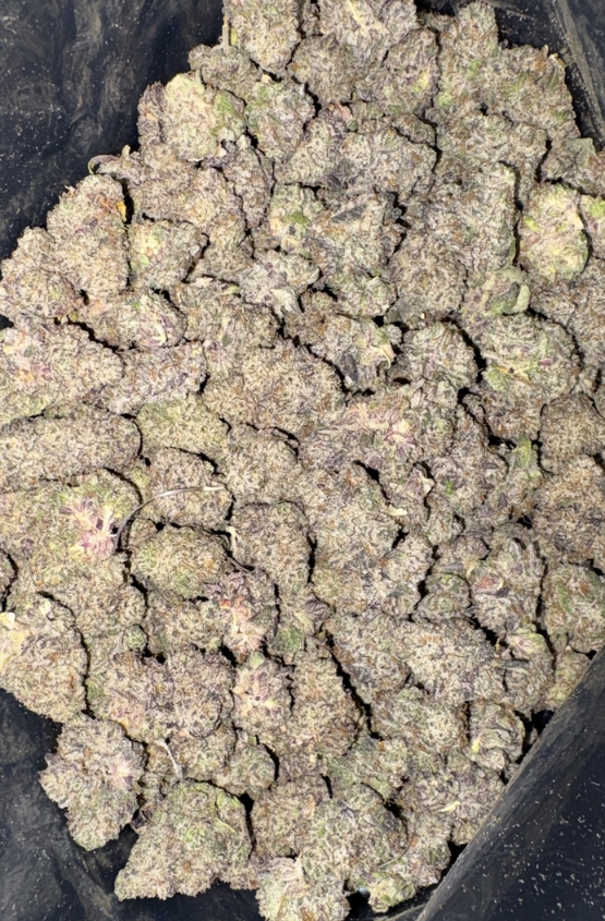 AAAA+ BLACKBERRY OCTANE MEDIUMS BY EXO FUEL 1 AAAA+ BLACKBERRY OCTANE MEDIUMS BY EXO FUEL