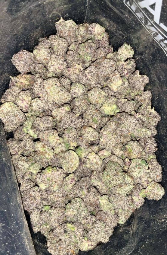 AAAA+ KHALIFA MINTZ MEDIUMS BY EXO FUEL 1 AAAA+ KHALIFA MINTZ MEDIUMS BY EXO FUEL