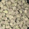 Wholesale 6 AAAA+ ROCKY MOUNTAIN BLUEBBERY SMALLS