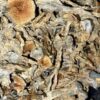 Wholesale 44 AAAA+ GOLDEN TEACHER MAGIC MUSHROOMS BY TRIPPY TUESDAYS