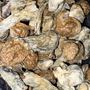 AAAA+ GOLIATH MAGIC MUSHROOMS BY TRIPPY TUESDAYS