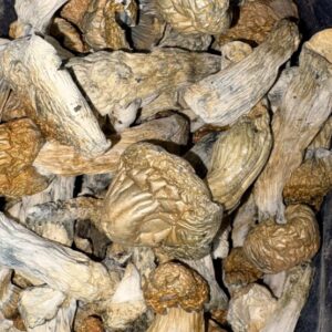 AAAA+ MELMAC MAGIC MUSHROOMS BY TRIPPY TUESDAYS