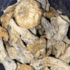Wholesale 60 AAAA+ THRASHER MAGIC MUSHROOMS BY TRIPPY TUESDAYS