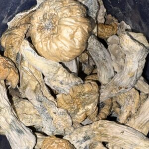 AAAA+ THRASHER MAGIC MUSHROOMS BY TRIPPY TUESDAYS