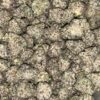 Wholesale 42 AAAA+ Cocoa Dulce Mediums by Green Valley indica cannabis flower